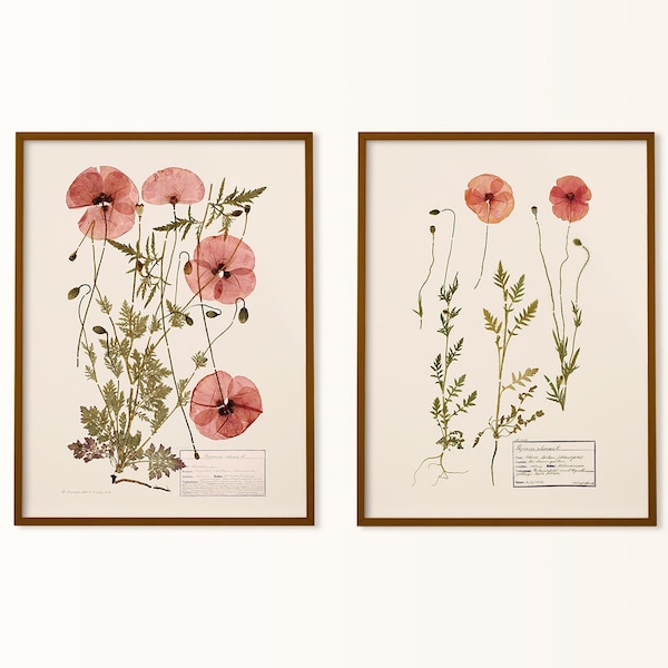 flower set of two prints, vintage cottagecore print, aesthetic poppy art print, pressed flower wall art, botanical print, botanical specimen