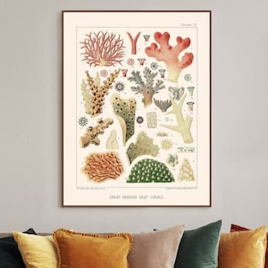coral art print, great barrier reef coral species, coral reef wall art, scuba diving, bathroom poster, sea life prints, marine biology gift