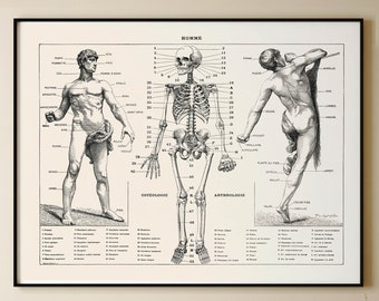 impression d'anatomie, art de l'anatomie antique, affiche d'anatomie humaine, impression d'art squelette, carte musculaire, carte d'anatomie, cadeau médical, affiche de biologie