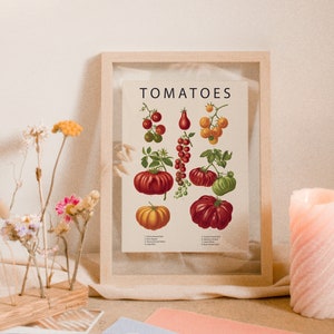 tomato varieties poster, vintage tomato print, food lovers gift, large kitchen wall art, red kitchen decor, 8x10 kitchen print, tomato chart
