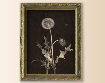 dandelion framed art, botanical vintage framed print, floral prints framed, framed moody art, victorian framed wall art, dark moody antique