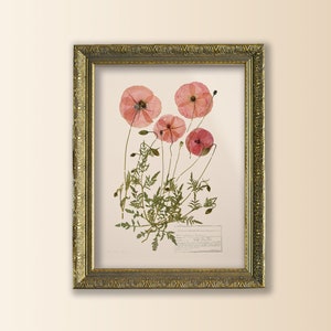 framed flower print, framed botanical wall art, poppy art print, cottagecore print, framed pressed flower wall art, poppy aesthetic