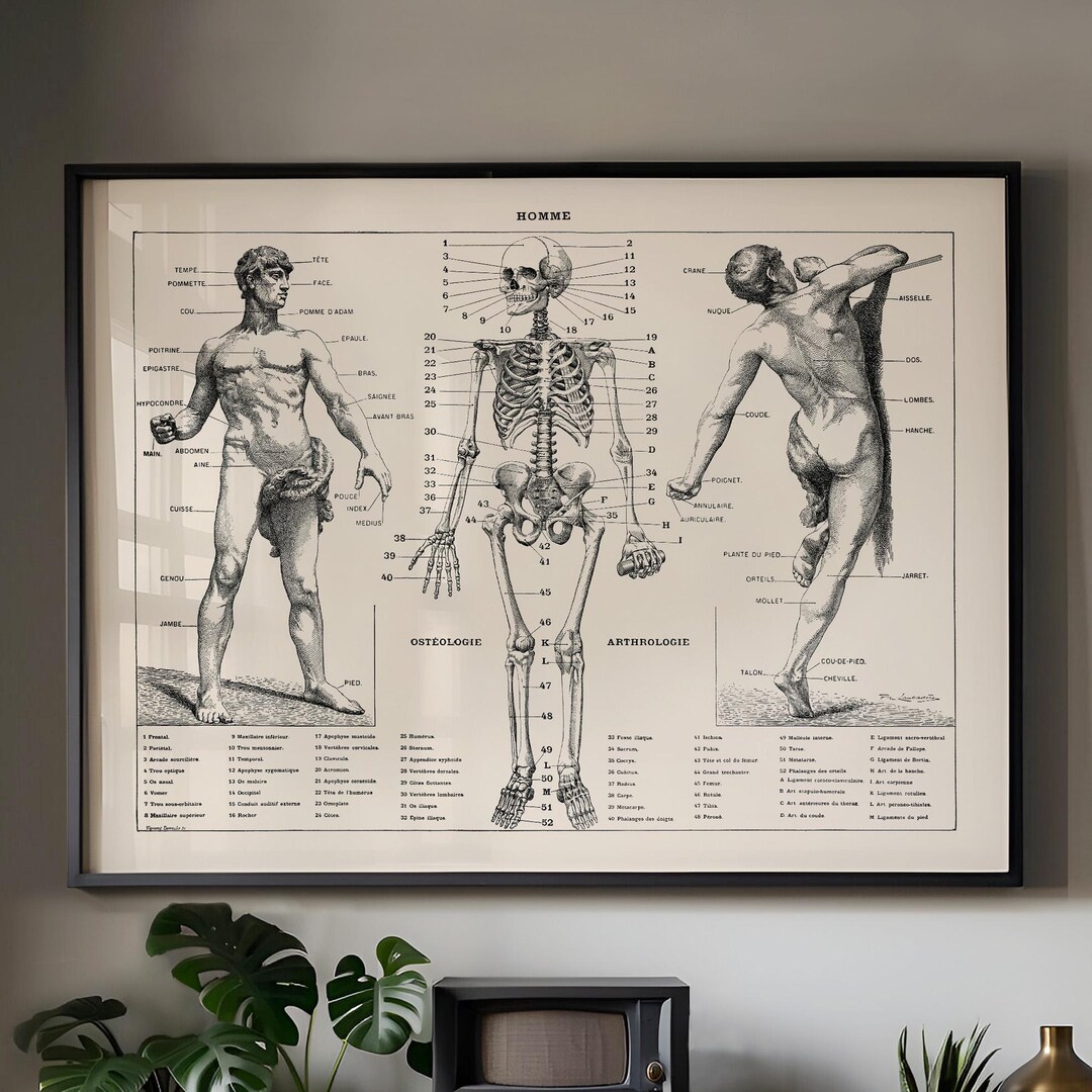 Vintage Human Anatomy Art Print, Skeleton, Muscle Chart - Etsy