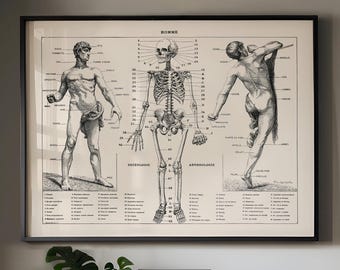 Grafika przedstawiająca anatomię człowieka w stylu vintage, szkielet i wykres mięśni