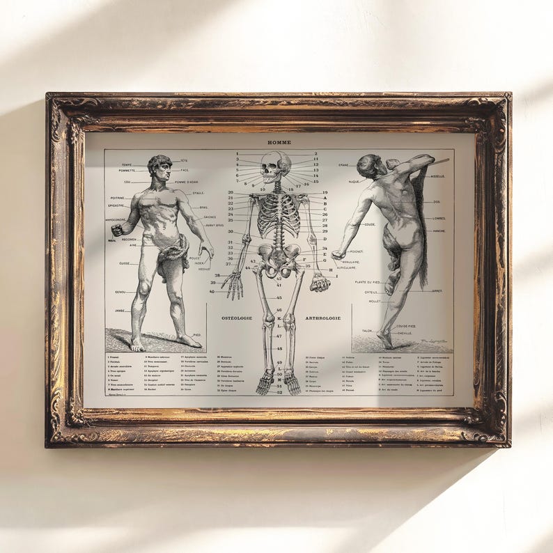 Vintage Human Anatomy Art Print, Skeleton, Muscle Chart - Etsy