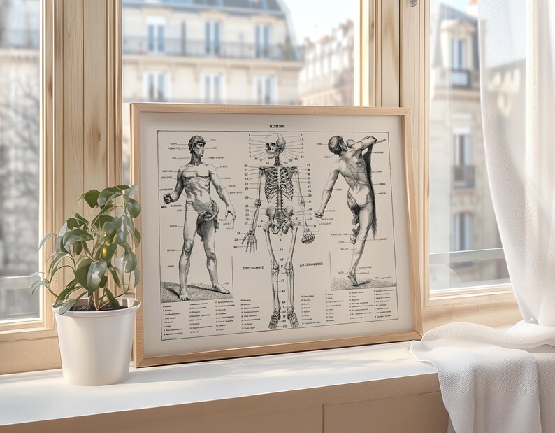 Vintage Human Anatomy Art Print, Skeleton, Muscle Chart - Etsy