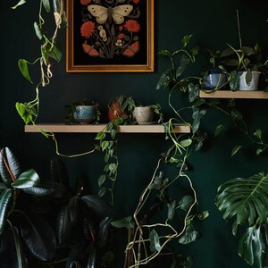 K&ouml;nnte beinhalten: Eine dunkelgr&uuml;ne Wand mit einem gerahmten Druck von Schmetterlingen und Blumen. Auf Regalen stehen mehrere Topfpflanzen, darunter eine gro&szlig;e Monstera.