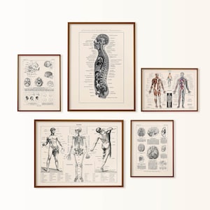 anatomy art, medical art, human anatomy gallery wall set, medical gallery wall, gift for a doctor, skeleton art, brain art, anatomy poster