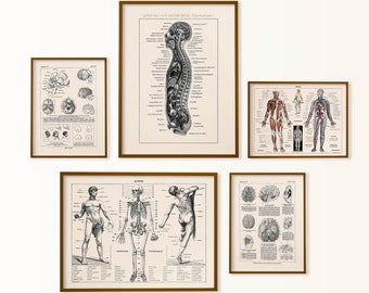 anatomy art, medical art, human anatomy gallery wall set, medical gallery wall, gift for a doctor, skeleton art, brain art, anatomy poster