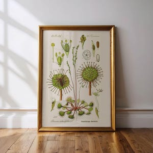 Puede incluir: Una ilustraci&oacute;n bot&aacute;nica vintage de una planta de roc&iacute;o de sol, enmarcada en un marco dorado. La ilustraci&oacute;n muestra las hojas, las flores y las semillas de la planta. El texto en la ilustraci&oacute;n dice "Drosera rotundifolia L. Roc&iacute;o de sol de hojas redondas."