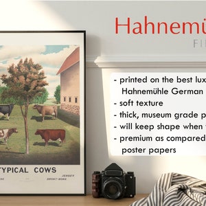 May include: A vintage illustration of four different breeds of cows in a field. The illustration is titled "Typical Cows" and includes the breeds Holstein Ayrshire, Jersey, and Short Horn. The illustration is printed on Hahnem&uuml;hle German Etching paper, a high-quality paper known for its soft texture and durability.