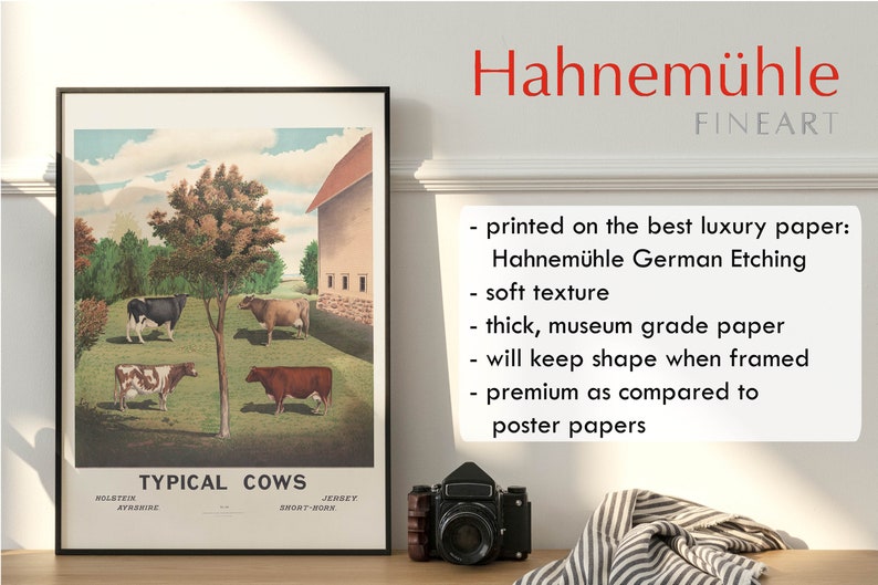 May include: A vintage illustration of four different breeds of cows in a field. The illustration is titled "Typical Cows" and includes the breeds Holstein Ayrshire, Jersey, and Short Horn. The illustration is printed on Hahnem&uuml;hle German Etching paper, a high-quality paper known for its soft texture and durability.