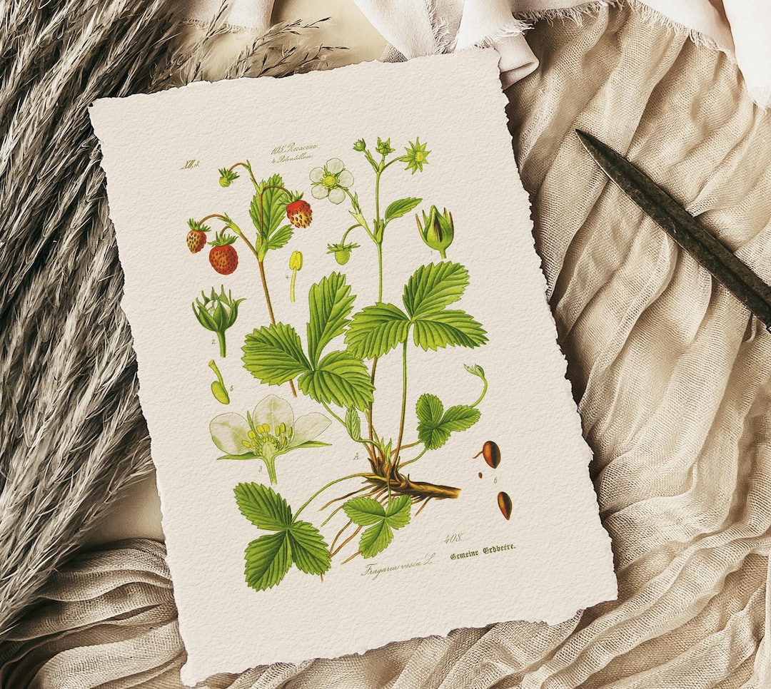 イチゴの植物画 リトグラフ イチゴの植物画 リトグラフ