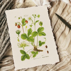 antieke aardbeienprint, wilde aardbeienprint, bosaardbei botanische illustratie, botanische muurkunst, Fragaria vesca, boskunst