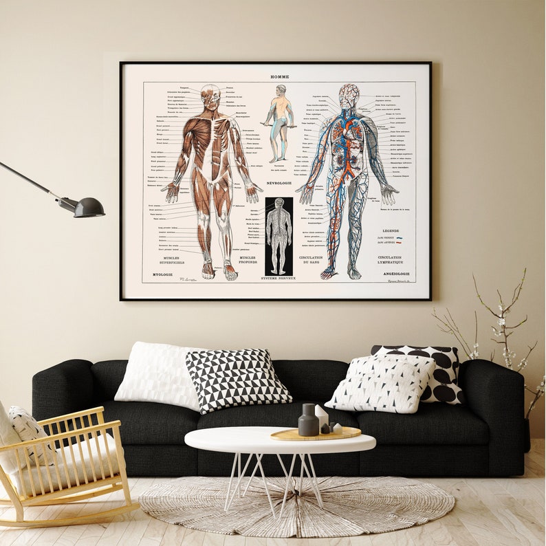 Human Anatomy Poster, Vintage Skeleton Art Print, Muscle Chart, Medical ...