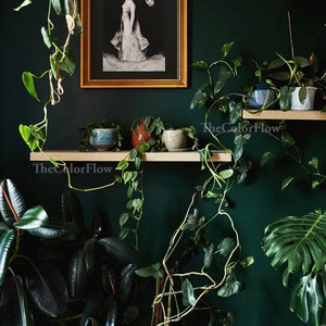 May include: A dark green wall with two wooden shelves holding potted plants. The shelves are decorated with small ceramic pots and a framed black and white print of a woman in a dress. The text "TheColorFlow" is visible on the bottom shelf.