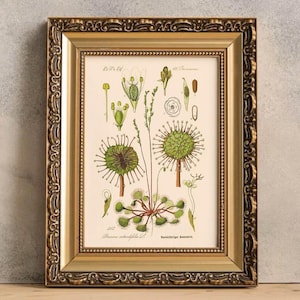 vleesetende plantposter, rode cape zonnedauwkunstprint, Drosera rotundifolia, plantgeschenken, droseraprint, zonnedauwcadeau, retro plantenposter