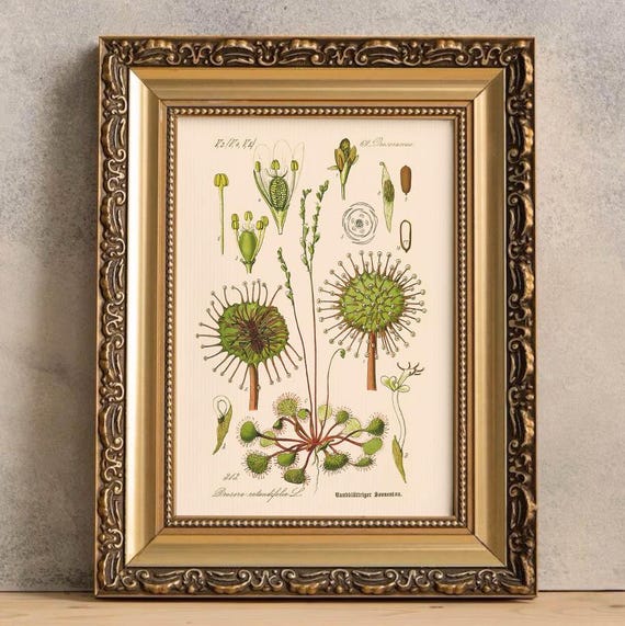 carnivorous plant poster, red cape sundew art print, Drosera rotundifolia, plant gifts, drosera print, sundew gift, retro plant poster