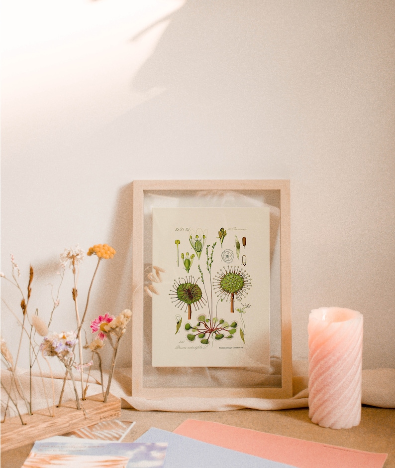 Puede incluir: Una ilustraci&oacute;n bot&aacute;nica enmarcada de una planta verde con el texto "Drosera anglica L.  Sundew" impreso debajo de la imagen.