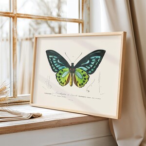 K&ouml;nnte beinhalten: Eine Vintage-Illustration eines gr&uuml;n-blauen Schmetterlings mit schwarzen Markierungen. Der Schmetterling ist mit ausgebreiteten Fl&uuml;geln dargestellt. Die Illustration befindet sich auf einem wei&szlig;en Hintergrund mit franz&ouml;sischem Text.