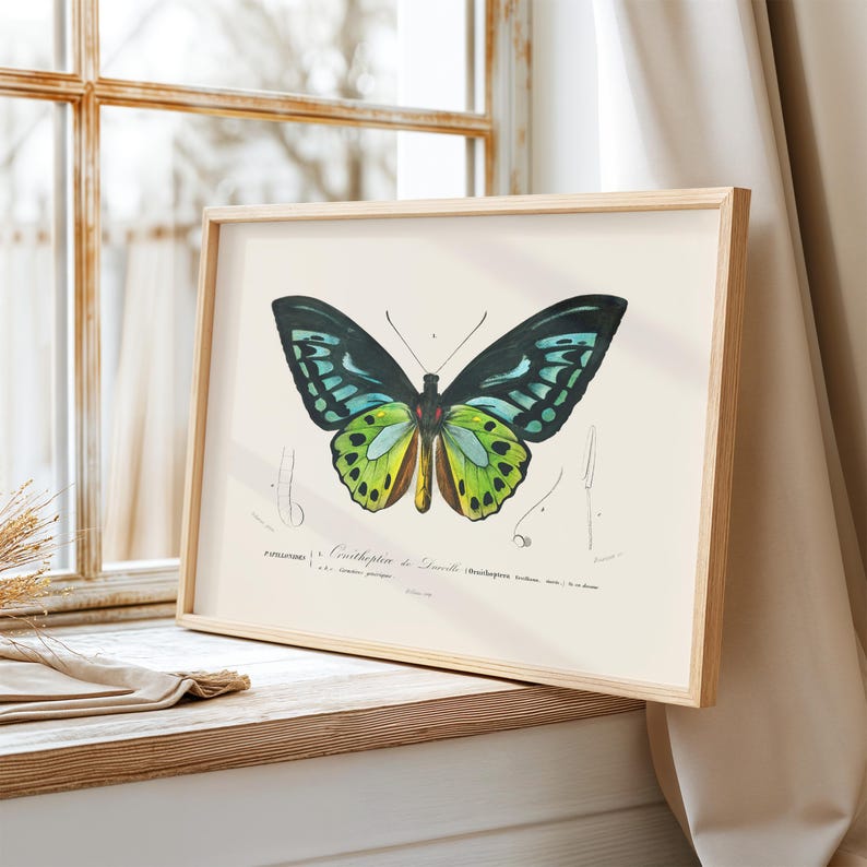 K&ouml;nnte beinhalten: Eine Vintage-Illustration eines gr&uuml;n-blauen Schmetterlings mit schwarzen Markierungen. Der Schmetterling ist mit ausgebreiteten Fl&uuml;geln dargestellt. Die Illustration befindet sich auf einem wei&szlig;en Hintergrund mit franz&ouml;sischem Text.
