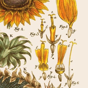 以下が含まれることがあります： ヒマワリの詳細な植物図で、花の各部のクローズアップが特徴です。画像には、花びら、茎、種子のラベル付き図が含まれており、「Fig. 2」、「Fig. 3」、「Fig. 4」、「Fig. 5」、「Fig. 6」のテキストがあります。カラーパレットには、黄色、緑、茶色が含まれています。