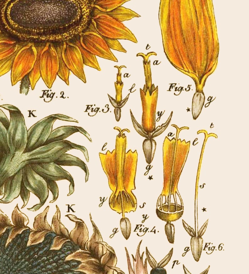 以下が含まれることがあります： ヒマワリの詳細な植物図で、花の各部のクローズアップが特徴です。画像には、花びら、茎、種子のラベル付き図が含まれており、「Fig. 2」、「Fig. 3」、「Fig. 4」、「Fig. 5」、「Fig. 6」のテキストがあります。カラーパレットには、黄色、緑、茶色が含まれています。
