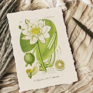 witte waterlelie print, lelie botanische illustratie, waterplant, botanische kunst aan de muur, Nymphaea alba, waterplant, tuinman cadeau, grafiek