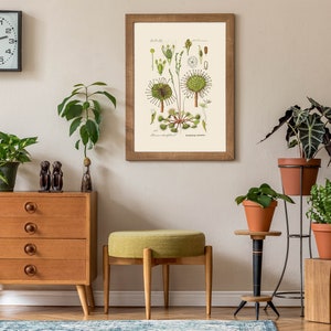 Puede incluir: Un interior de sala de estar con una c&oacute;moda de madera vintage de tres cajones, un taburete tapizado verde y una impresi&oacute;n bot&aacute;nica enmarcada de una planta verde con el texto "Drosera rotundifolia". La habitaci&oacute;n est&aacute; decorada con plantas de interior en macetas de terracota.