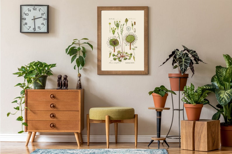 Puede incluir: Un interior de sala de estar con una c&oacute;moda de madera vintage de tres cajones, un taburete tapizado verde y una impresi&oacute;n bot&aacute;nica enmarcada de una planta verde con el texto "Drosera rotundifolia". La habitaci&oacute;n est&aacute; decorada con plantas de interior en macetas de terracota.