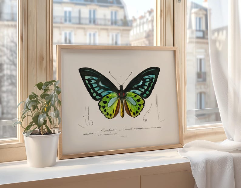 K&ouml;nnte beinhalten: Ein gerahmter Druck eines gr&uuml;n-blau-gelben Schmetterlings mit schwarzen Markierungen. Der Schmetterling ist vor einem wei&szlig;en Hintergrund mit wissenschaftlichem Text darunter abgebildet.