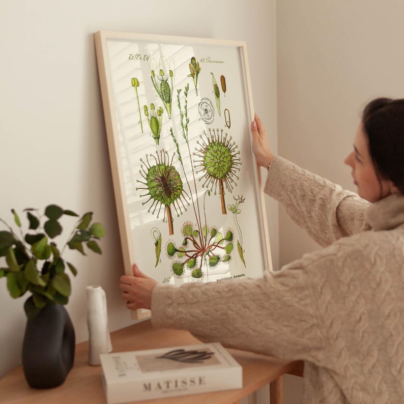 Puede incluir: Una ilustraci&oacute;n bot&aacute;nica enmarcada de una planta de roc&iacute;o de sol verde, con el nombre cient&iacute;fico "Drosera rotundifolia" escrito debajo de la imagen.