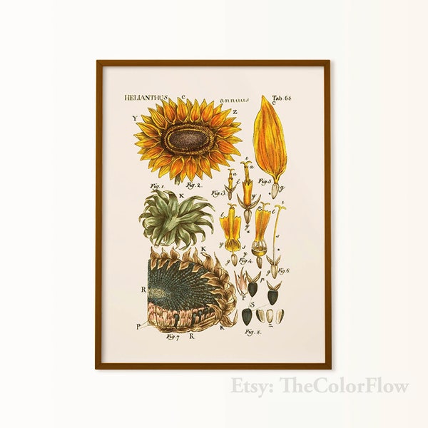 Sunflower Poster Etsy
