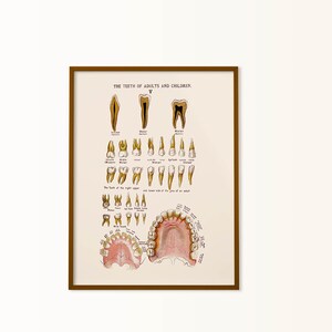regalo de dentista, impresión de higiene dental, póster de dientes vintage, anatomía de los dientes, regalo de asistente dental, impresión de dentista, arte de consultorio de dentista, médico