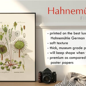 Puede incluir: Una ilustraci&oacute;n bot&aacute;nica enmarcada de una planta de roc&iacute;o de sol, impresa en papel Hahnem&uuml;hle German Etching. El papel se describe como de textura suave, grueso, de calidad de museo y premium en comparaci&oacute;n con los papeles de p&oacute;ster. La ilustraci&oacute;n est&aacute; en tonos de verde y marr&oacute;n.