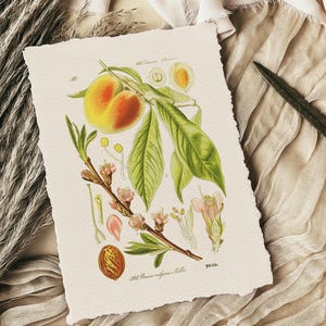perzikdecor, perzikenposter, antieke fruitafdruk, perzikafdruk, botanische grafiek, botanische kunst aan de muur, keukenwanddecor, perzikboomafdruk