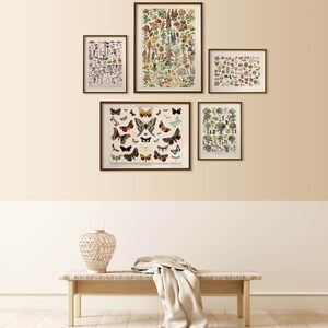 K&ouml;nnte beinhalten: F&uuml;nf gerahmte botanische Drucke an einer hellbeigen Wand mit einem wei&szlig;en Sockel. Die Drucke zeigen Illustrationen von Blumen, Schmetterlingen, Pilzen, Fr&uuml;chten und B&auml;umen. Eine Holzbank mit einer wei&szlig;en Wolldecke steht vor der Wand.