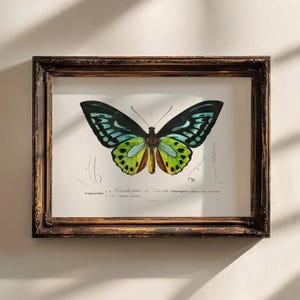 K&ouml;nnte beinhalten: Eine gerahmte Vintage-Illustration eines gr&uuml;n, blau und gelben Schmetterlings mit schwarzen Markierungen. Der Schmetterling ist mit "Ornithoptera de la Sonde" und "Papillonides" beschriftet.