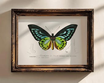 green butterfly art print, vintage butterfly poster, cottagecore print, 18x24 art print colorful wall art, entomology print, Green birdwing
