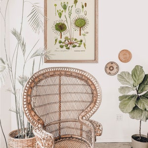 Puede incluir: Una ilustraci&oacute;n bot&aacute;nica vintage de una planta verde con el texto "Drosera rotundifolia L.  Rotundifolia Sundew." impreso debajo de la imagen. La ilustraci&oacute;n est&aacute; enmarcada en un marco de madera claro y colgada en una pared blanca. Una silla de mimbre y plantas en macetas est&aacute;n en primer plano.