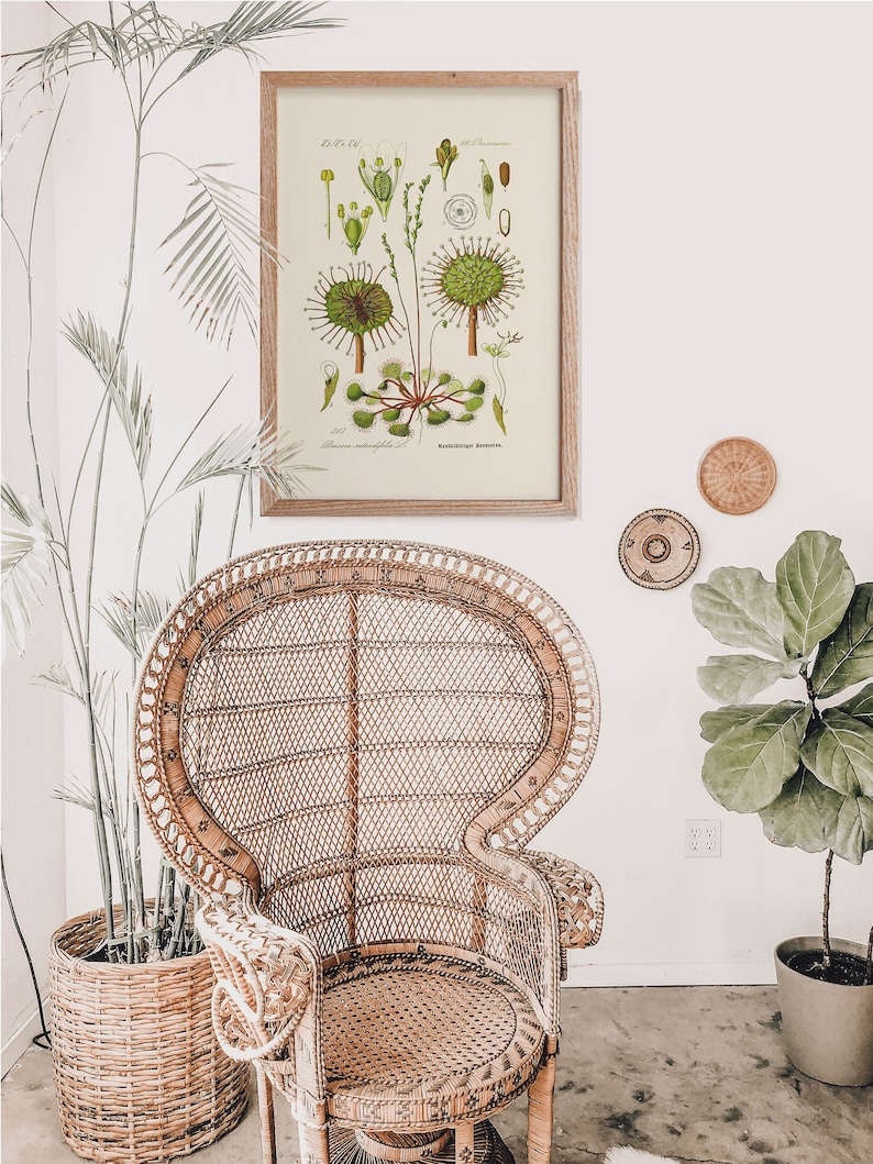 Puede incluir: Una ilustraci&oacute;n bot&aacute;nica vintage de una planta verde con el texto "Drosera rotundifolia L.  Rotundifolia Sundew." impreso debajo de la imagen. La ilustraci&oacute;n est&aacute; enmarcada en un marco de madera claro y colgada en una pared blanca. Una silla de mimbre y plantas en macetas est&aacute;n en primer plano.