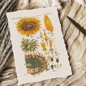 以下が含まれることがあります： 「Helianthus annuus」とラベルされたヒマワリの植物図。詳細なパーツの図が描かれています。このアートワークは、黄色と茶色のカラーパレット、科学的な注釈、そして破れた紙の縁が特徴です。