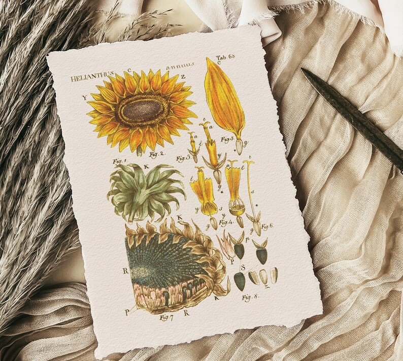 以下が含まれることがあります： 「Helianthus annuus」とラベルされたヒマワリの植物図。詳細なパーツの図が描かれています。このアートワークは、黄色と茶色のカラーパレット、科学的な注釈、そして破れた紙の縁が特徴です。
