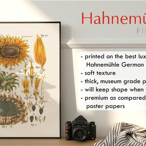 以下が含まれることがあります： ひまわりの額装された植物画で、「Helianthus」とラベル付けされ、その部分の詳細なイラストが描かれています。このプリントは「Hahnem&uuml;hle FINEART」とラベル付けされ、高級紙に印刷されています。カメラと折りたたまれた布が前景にあります。