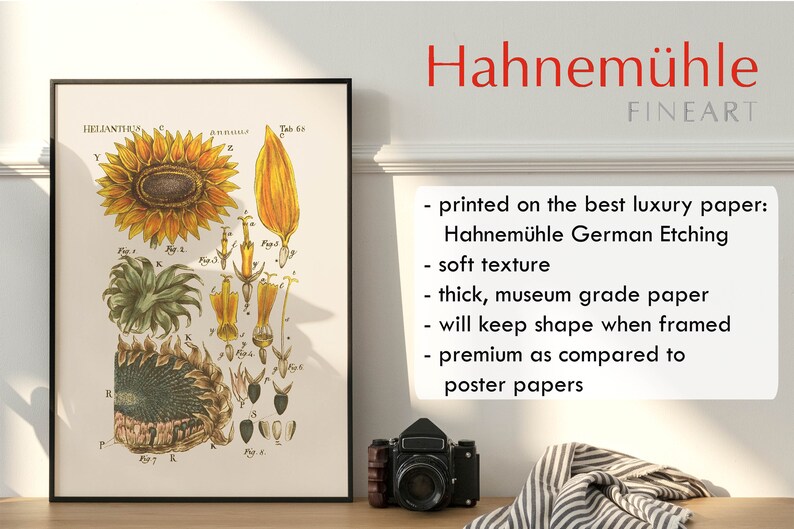 以下が含まれることがあります： ひまわりの額装された植物画で、「Helianthus」とラベル付けされ、その部分の詳細なイラストが描かれています。このプリントは「Hahnem&uuml;hle FINEART」とラベル付けされ、高級紙に印刷されています。カメラと折りたたまれた布が前景にあります。