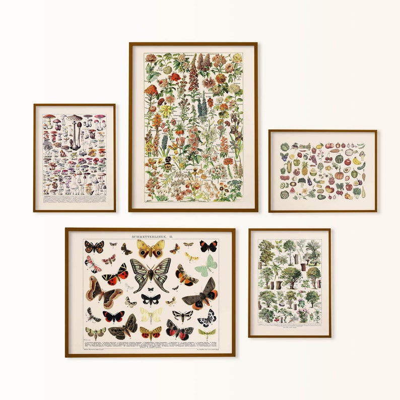 K&ouml;nnte beinhalten: F&uuml;nf gerahmte botanische Vintage-Drucke mit wei&szlig;em Hintergrund. Die Drucke zeigen Illustrationen von Pilzen, Blumen, Fr&uuml;chten, Gem&uuml;se und Schmetterlingen. Die Rahmen sind alle golden.