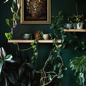 Peut inclure: Un mur vert fonc&eacute; avec un tableau encadr&eacute; repr&eacute;sentant un bouquet de fleurs dans un vase. Il y a plusieurs &eacute;tag&egrave;res avec des plantes en pot et des pots en c&eacute;ramique.