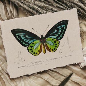 K&ouml;nnte beinhalten: Vintage-Illustration eines gr&uuml;n, blau und schwarzen Schmetterlings mit dem Text "Papilionides - Ornithoptera de Lucile (Ornithoptera croesus) - Malaisie - 1/2 de grandeur" unterhalb des Schmetterlings.