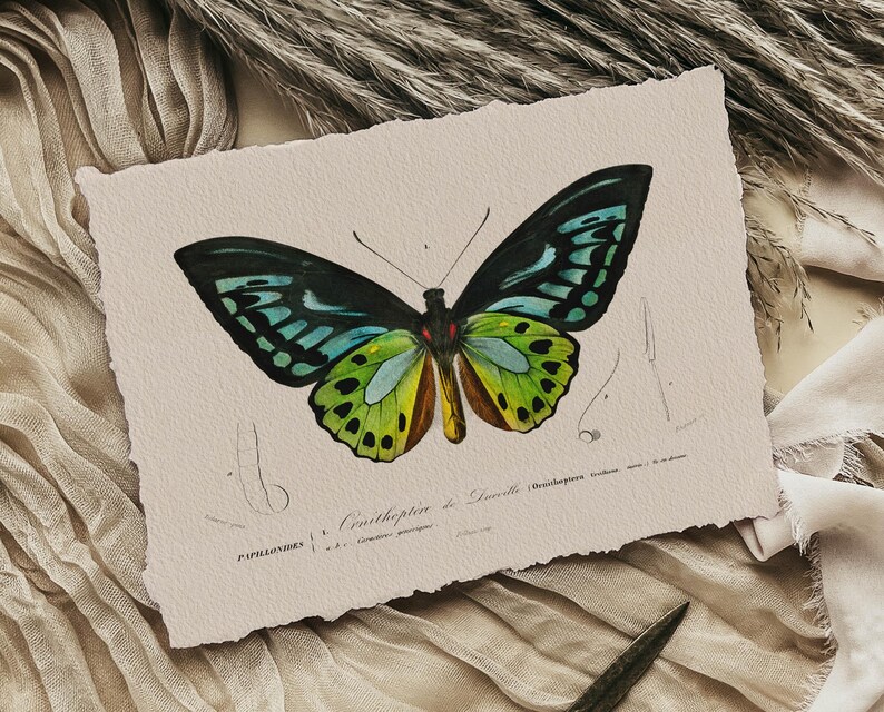 K&ouml;nnte beinhalten: Vintage-Illustration eines gr&uuml;n, blau und schwarzen Schmetterlings mit dem Text "Papilionides - Ornithoptera de Lucile (Ornithoptera croesus) - Malaisie - 1/2 de grandeur" unterhalb des Schmetterlings.