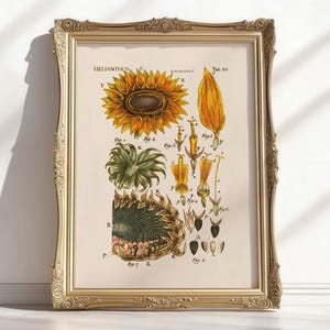 以下が含まれることがあります： ヒマワリ（Helianthus annuus）の詳細なイラストが描かれた、額装された植物画。 黄色、緑、茶色の色合いで表現された花の各部のラベル付き図が含まれています。 フレームは装飾的で、金色の仕上げです。 サイズは利用できません。